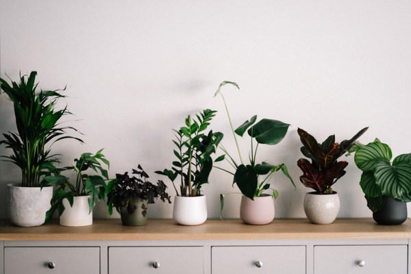 Best Apartment Plants for Clean Air