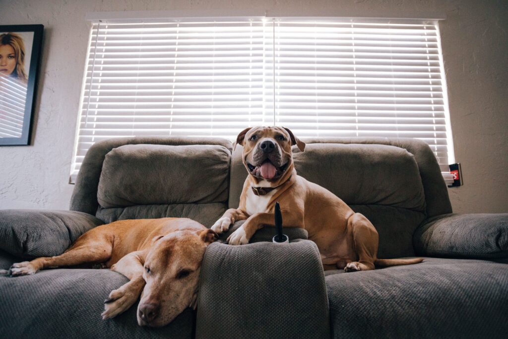 dogs left at home
